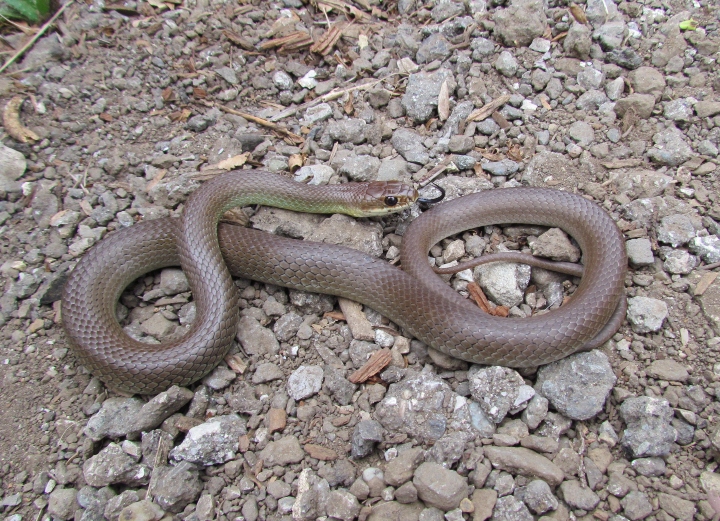 Western Yellowbelly Racer